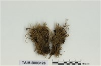 藏品(青苔科)的圖片